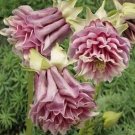 50 Double Rose Columbine Seeds Flower Perennial Flowers Seed Bloom 141 Fresh Garden