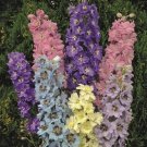 50 Millennium Star Delphinium Seeds Perennial Garden Flower Seed Flowers 768 Fresh Garden 50 Millennium Star Delphinium Seeds Perennial Garden Flower Seed Flowers 768 Fresh Garden