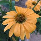 50 One In A Million Coneflower Seeds Echinacea Perennial Flowers Flower 1358 Fresh Garden 50 One In A Million Coneflower Seeds Echinacea Perennial Flowers Flower 1358 Fresh Garden