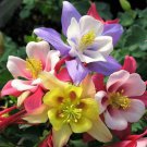 50 Origami Mix Columbine Seeds Flower Perennial Flowers Seed Bloom 138 Fresh Garden 50 Origami Mix Columbine Seeds Flower Perennial Flowers Seed Bloom 138 Fresh Garden