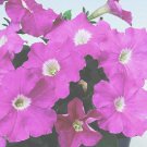 50 Pelleted Logro Pink Petunia Large Flowers Seeds Fresh Garden 50 Pelleted Logro Pink Petunia Large Flowers Seeds Fresh Garden