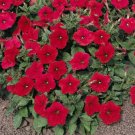 50 Pelleted Logro Red Petunia Large Flowers Seeds Fresh Garden 50 Pelleted Logro Red Petunia Large Flowers Seeds Fresh Garden
