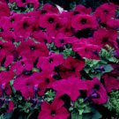 50 Pelleted Logro Violet Petunia Large Flowers Seeds Fresh Garden 50 Pelleted Logro Violet Petunia Large Flowers Seeds Fresh Garden