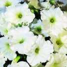 50 Pelleted Logro White Petunia Large Flowers Seeds Fresh Garden