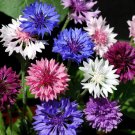 50 Polka Dot Bachelors Button Seeds Annual Seed Flower Flowers Garden 608 Fresh Garden 50 Polka Dot Bachelors Button Seeds Annual Seed Flower Flowers Garden 608 Fresh Garden