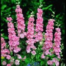 50 Ruffle Pink White Petunia Seeds Hanging Baskets Flowers Annual Seed Bloom 320 Fresh Garden