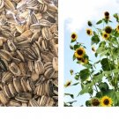 50 Seeds! Sunflower SKYSCRAPER 144” TALL HUGE FLOWERS Seeds