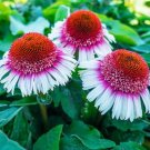 50 Strawberry Cream Coneflower Seeds Echinacea Flower Perennial Flowers 1391 Fresh Garden 50 Strawberry Cream Coneflower Seeds Echinacea Flower Perennial Flowers 1391 Fresh Garden