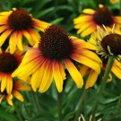 50 Yellow Orange Coneflower Seeds Flower Perennial Flowers Seed 42 Fresh Garden 50 Yellow Orange Coneflower Seeds Flower Perennial Flowers Seed 42 Fresh Garden