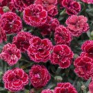 100 Black Cherry Carnation Seeds Dianthus Flowers Seed Flower Perennial 1045 Fresh Garden 100 Black Cherry Carnation Seeds Dianthus Flowers Seed Flower Perennial 1045 Fresh Garden