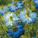 100 Blue Mix Love In A Mist Seed Flower Persian Jewel Nigella Annual Flowers 125 Fresh Garden