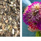 200 Seeds Zinnia METEOR SHOWER Mixed Colors 5_ Flowers Seeds 200 Seeds Zinnia METEOR SHOWER Mixed Colors 5_ Flowers Seeds