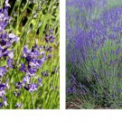 1000 Seeds True LAVENDER English Fragrant Flowers Perennial Seeds