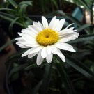 Alaska Shasta Daisy - Leucanthemum - Huge Flowers - Quart Pot Alaska Shasta Daisy - Leucanthemum - Huge Flowers - Quart Pot