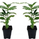 Arabica Bean White Coffee Flowers Live Plant 2 Pack 3_ Pots Indoor Outdoor Garden Arabica Bean White Coffee Flowers Live Plant 2 Pack 3_ Pots Indoor Outdoor Garden