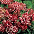 Asclepias Butterfly Cinderellas Flowers Live Plant Gallon Pot Indoor Outdoor Garden