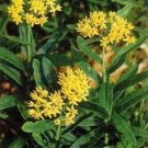 Asclepias Butterflys Hello Flowers Yellow Needs Good Drainage 20 Seeds Indoor Outdoor Garden Asclepias Butterflys Hello Flowers Yellow Needs Good Drainage 20 Seeds Indoor Outdoor Garden