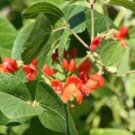Beans Runners Scarletts Red Flowers Grow Up To A Foot Long Αnd Αre Good 20 Seeds Indoor Outdoor Ga Beans Runners Scarletts Red Flowers Grow Up To A Foot Long Αnd Αre Good 20 Seeds Indoor Outdoor Ga