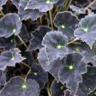 Begonia Stars Bethlehem White Flowers Out Live Plant 3.7_ Pot Indoor Outdoor Garden Begonia Stars Bethlehem White Flowers Out Live Plant 3.7_ Pot Indoor Outdoor Garden