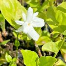 BELLE OF INDIA JASMINE STARTER LIVE PLANT 5 TO 7_~SUPER FRAGRANT DOUBLE FLOWERS BELLE OF INDIA JASMINE STARTER LIVE PLANT 5 TO 7_~SUPER FRAGRANT DOUBLE FLOWERS
