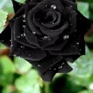Black Rose Flower Bush Perennial Shrub Flowers Seeds 50 Seeds Fresh Garden Black Rose Flower Bush Perennial Shrub Flowers Seeds 50 Seeds Fresh Garden