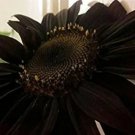 Black Sunflowers Huge Planting Sunflower Garden Large Flowers Floral 50 Seeds Fresh Garden Black Sunflowers Huge Planting Sunflower Garden Large Flowers Floral 50 Seeds Fresh Garden