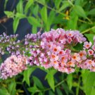 Buddleia PINK PARFAIT Butterfly Bush weyeriana Summer Lilac Fragrant Flowers