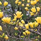 Butterfly Magnolia 6 Seeds Lily Flower Tree Fragrant Tulip Flowers Fresh Garden Butterfly Magnolia 6 Seeds Lily Flower Tree Fragrant Tulip Flowers Fresh Garden