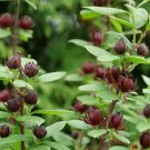 Calycanthus Scentsational Sweetshrub Simply Red Flowers Live Plant 4_ Pot Indoor Outdoor Garden Calycanthus Scentsational Sweetshrub Simply Red Flowers Live Plant 4_ Pot Indoor Outdoor Garden