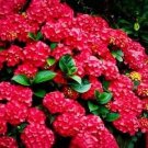 Cardinal Red Hydrangea Seeds Perennial Flowers Flower Garden 25 Seed Fresh Garden