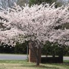 Cherrys Flowering Yoshinos Ornamental Tree Has A Fragrant White Flowers 2.5_ Pot Indoor Outdoor Gard Cherrys Flowering Yoshinos Ornamental Tree Has A Fragrant White Flowers 2.5_ Pot Indoor Outdoor Gard