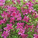 Clematis Mink Bright Lots Of Pink Flowers Live Plant 4_ Pot Indoor Outdoor Garden Clematis Mink Bright Lots Of Pink Flowers Live Plant 4_ Pot Indoor Outdoor Garden