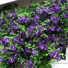 Clematis Purple Flowers Jackmani Velvetys Queen Of Vines Out Live Plant 2.5_ Pot Indoor Outdoor Gard Clematis Purple Flowers Jackmani Velvetys Queen Of Vines Out Live Plant 2.5_ Pot Indoor Outdoor Gard