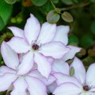 Clematis Riviera Queen Of Vines Blue Powder Flowers Live Plant 2.5_ Pot Indoor Outdoor Garden