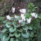 Cyclamen White Leaf Flowers Most Charming Of Plants Autumn Silver 15 Seeds Indoor Outdoor Garden Cyclamen White Leaf Flowers Most Charming Of Plants Autumn Silver 15 Seeds Indoor Outdoor Garden