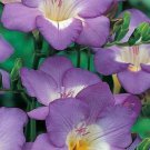Freesias Single Blue Fragrant Produce Two Flowers Stems In Out 6_+ Cm 20 Bulbs Indoor Outdoor Garden