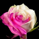 Fuchsia White Rose Flowers Hybrid 25 Seeds Fresh Garden Fuchsia White Rose Flowers Hybrid 25 Seeds Fresh Garden