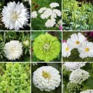 Green White Flowers Butterflies Hummingbirds 300 Seeds Fresh Garden