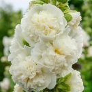 Hollyhock Chaters Double White Peony Flowers Biennial 45 Seeds Fresh Garden Hollyhock Chaters Double White Peony Flowers Biennial 45 Seeds Fresh Garden