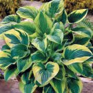 Hostas Puckered Brims Cups Shades Texture White Flowers Live Plant 4_ Pot Indoor Outdoor Garden