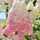 Light Strawberry Hydrangea 5 Seeds Perennial Flowers Fresh Garden Light Strawberry Hydrangea 5 Seeds Perennial Flowers Fresh Garden