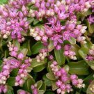 Listoniae Obtusifolium Sedum Pink Star Shaped Flowers Oval Green Foliage 50 Seed Indoor Outdoor Gard Listoniae Obtusifolium Sedum Pink Star Shaped Flowers Oval Green Foliage 50 Seed Indoor Outdoor Gard