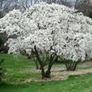 Magnolia Stellata A Shrub That Produce Star Shaped Fragrant Flowers 1 Gallon Pot Indoor Outdoor Gard Magnolia Stellata A Shrub That Produce Star Shaped Fragrant Flowers 1 Gallon Pot Indoor Outdoor Gard