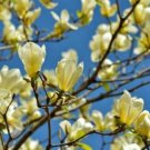 Magnolias Birds Large Bright Canarys Yellow Flowers Live Plant 2.5_ Pot Indoor Outdoor Garden