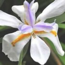 Moraea Iris Tropical White Flowers With Yellow And Purple Blue Markings 10 Seeds Indoor Outdoor Gard Moraea Iris Tropical White Flowers With Yellow And Purple Blue Markings 10 Seeds Indoor Outdoor Gard