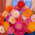 Moss Rose Grandiflora 1000 Seeds Spring Mix Flowers Groundcover 6 Fresh Garden Moss Rose Grandiflora 1000 Seeds Spring Mix Flowers Groundcover 6 Fresh Garden