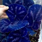 Navy Blue Coleus Flowers 30 Seeds Fresh Garden Navy Blue Coleus Flowers 30 Seeds Fresh Garden