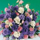 Origami Mix Columbine Seeds Flower Perennial Flowers Seed Bloom 25 Seeds Fresh Garden Origami Mix Columbine Seeds Flower Perennial Flowers Seed Bloom 25 Seeds Fresh Garden