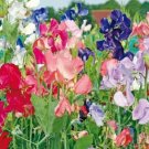 Pea Blend Multiflora Sweet Long Vines Produce Mildly Fragrant Flowers 3 Gr Seeds Indoor Outdoor Gard