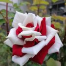 Peppermint Stick Rose Flowers Planting Garden Bush 25 Seeds Fresh Garden Peppermint Stick Rose Flowers Planting Garden Bush 25 Seeds Fresh Garden
